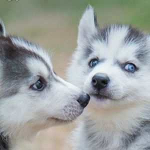 Meet your Posher, Codi